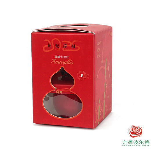 【新年款】红花-新年款 石蜡朱顶红 不用浇水 商品图2