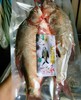 新疆正宗阿勒泰乌伦古湖野生净膛冷水鱼10斤礼盒装 / 保温箱新疆直发 商品缩略图4