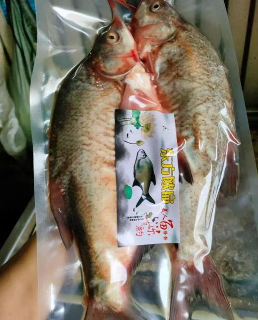 新疆正宗阿勒泰乌伦古湖野生净膛冷水鱼10斤礼盒装 / 保温箱新疆直发 商品图4