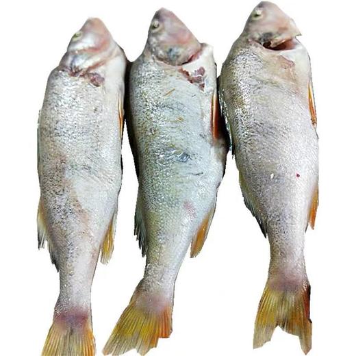 新疆正宗阿勒泰乌伦古湖野生净膛冷水鱼10斤礼盒装 / 保温箱新疆直发 商品图8