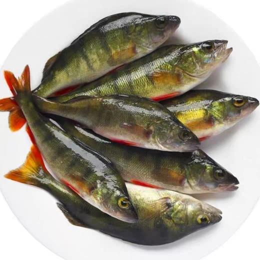 新疆正宗阿勒泰乌伦古湖野生净膛冷水鱼10斤礼盒装 / 保温箱新疆直发 商品图7