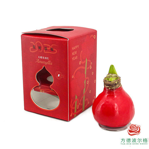 【新年款】红花-新年款 石蜡朱顶红 不用浇水 商品图1
