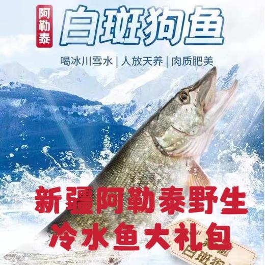 新疆正宗阿勒泰乌伦古湖野生净膛冷水鱼10斤礼盒装 / 保温箱新疆直发 商品图0