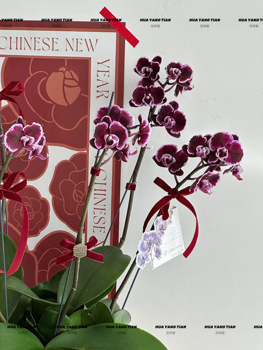 百事从欢  蝴蝶兰盆栽 商品图1