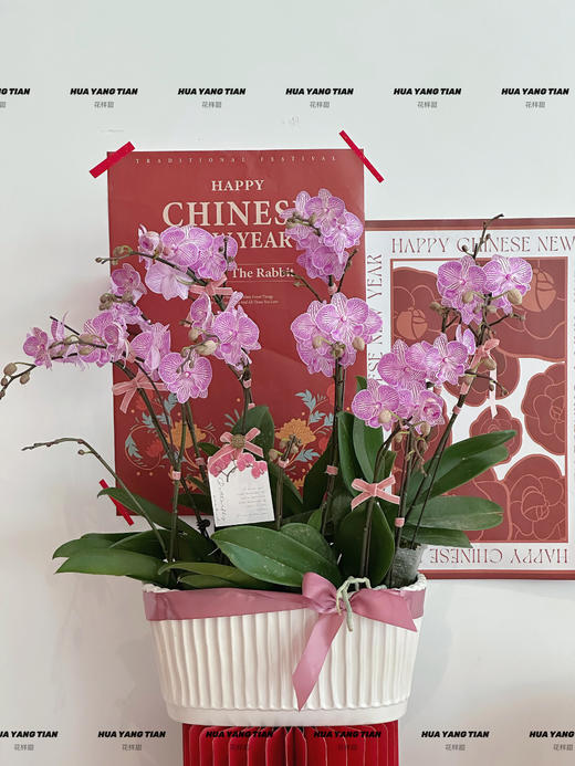 皆如所愿  蝴蝶兰盆栽 商品图2