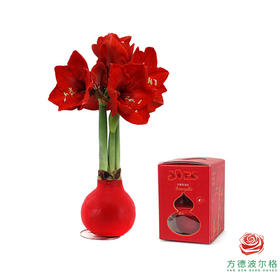 【新年款】红花-新年款 石蜡朱顶红 不用浇水