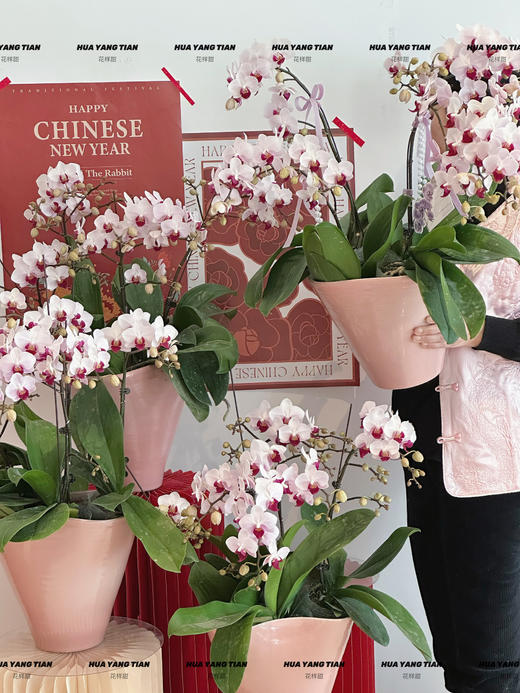 岁岁欢愉 蝴蝶兰盆栽 商品图1