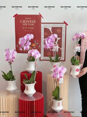 岁岁增福  蝴蝶兰盆栽