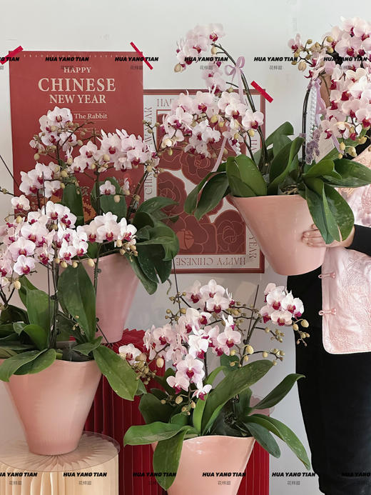 岁岁欢愉 蝴蝶兰盆栽 商品图2