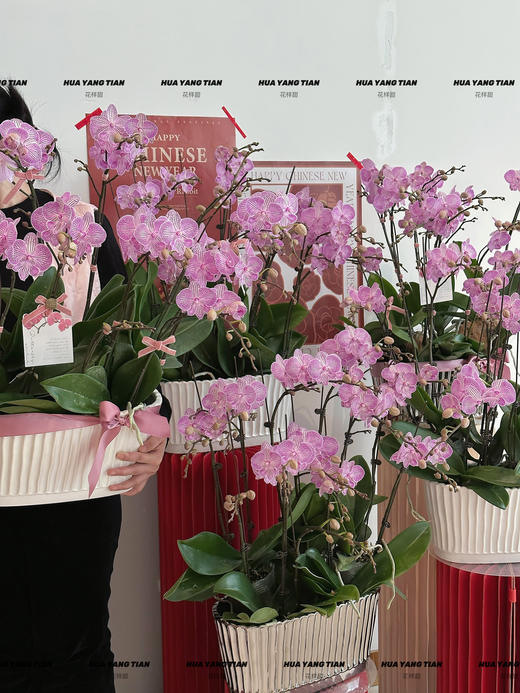 皆如所愿  蝴蝶兰盆栽 商品图0