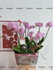 皆如所愿  蝴蝶兰盆栽 商品缩略图3