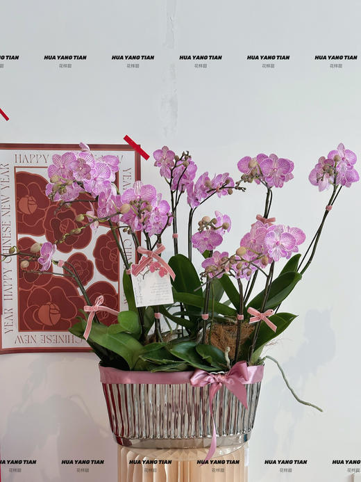 皆如所愿  蝴蝶兰盆栽 商品图3