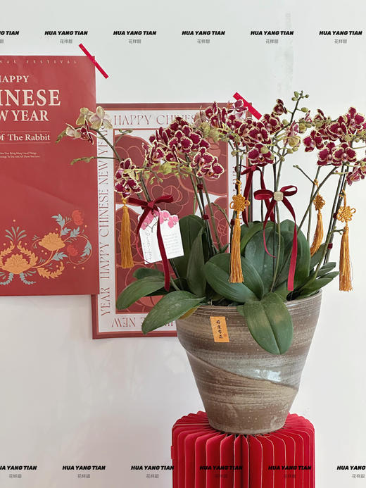 喜气盈门 蝴蝶兰盆栽 商品图0