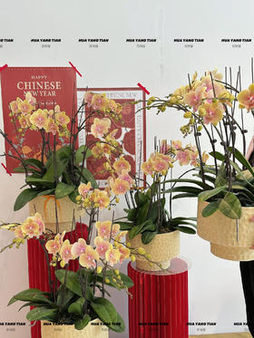 日富壹日 蝴蝶兰盆栽