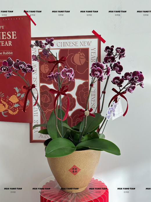 百事从欢  蝴蝶兰盆栽 商品图0