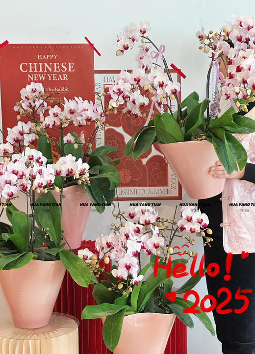 岁岁欢愉 蝴蝶兰盆栽 商品图0