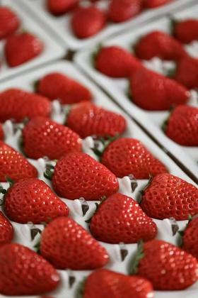 【顺丰包邮 1-2天到】上山下土 草莓 一整箱4版，每版15颗。