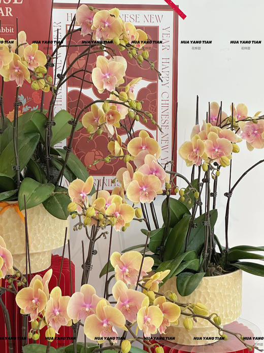 日富壹日 蝴蝶兰盆栽 商品图2