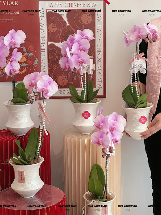 岁岁增福  蝴蝶兰盆栽 商品图1