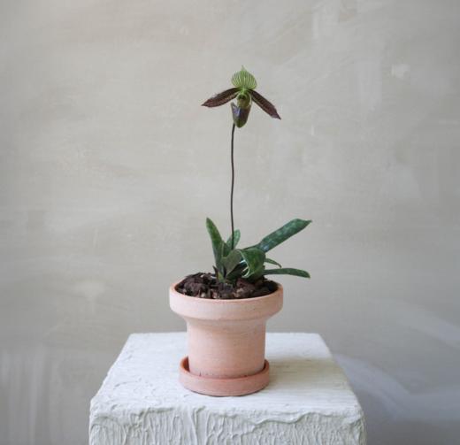 兜兰 PaPhboedilum 商品图5