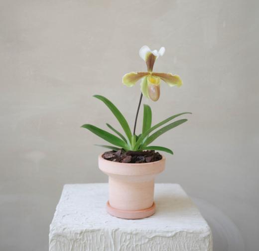 兜兰 PaPhboedilum 商品图9