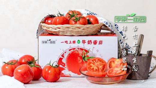 番甜乐--牛奶番茄--营养健康的番茄之旅 商品图0