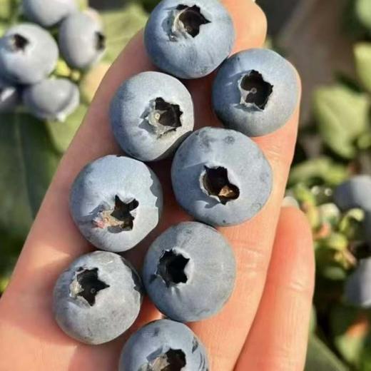 【云南抚仙湖花香蓝莓】 顺丰空运到家 L25花香蓝莓 自然种植 新鲜采摘 商品图9