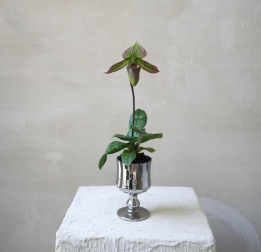 兜兰 PaPhboedilum 商品图3