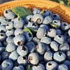 【云南抚仙湖花香蓝莓】 顺丰空运到家 L25花香蓝莓 自然种植 新鲜采摘 商品缩略图8