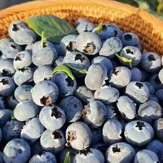 【云南抚仙湖花香蓝莓】 顺丰空运到家 L25花香蓝莓 自然种植 新鲜采摘 商品图8