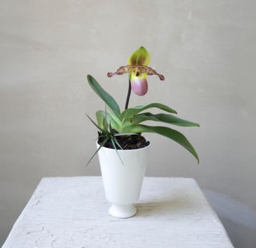 兜兰 PaPhboedilum 商品图7