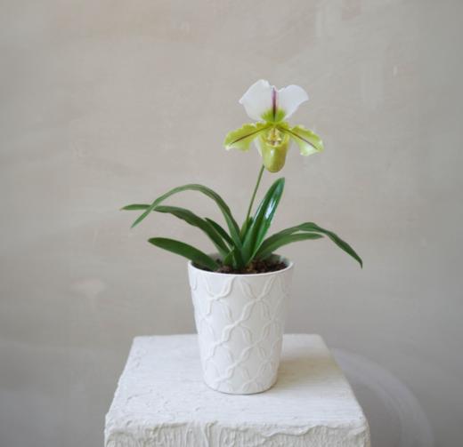 兜兰 PaPhboedilum 商品图0