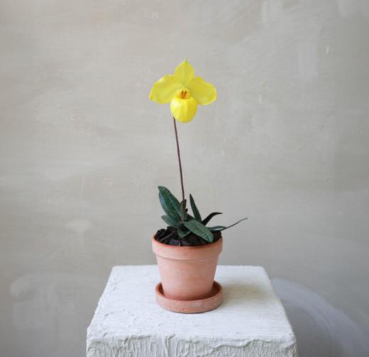 兜兰 PaPhboedilum 商品图8