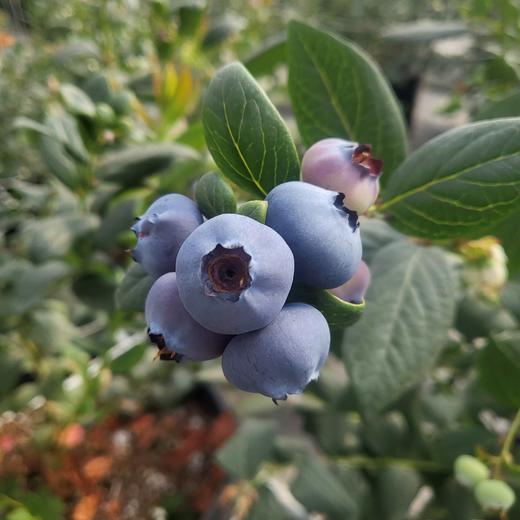【云南抚仙湖花香蓝莓】 顺丰空运到家 L25花香蓝莓 自然种植 新鲜采摘 商品图4