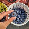 【云南抚仙湖花香蓝莓】 顺丰空运到家 L25花香蓝莓 自然种植 新鲜采摘 商品缩略图3