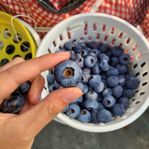 【云南抚仙湖花香蓝莓】 顺丰空运到家 L25花香蓝莓 自然种植 新鲜采摘 商品图3