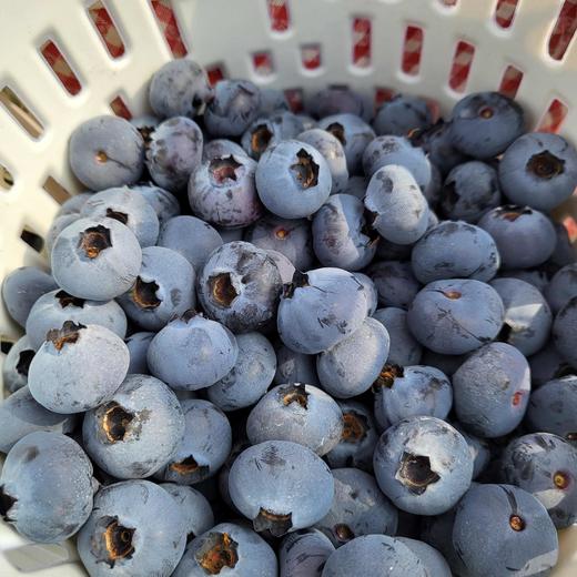 【云南抚仙湖花香蓝莓】 顺丰空运到家 L25花香蓝莓 自然种植 新鲜采摘 商品图6