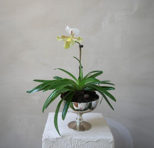 兜兰 PaPhboedilum 商品图4