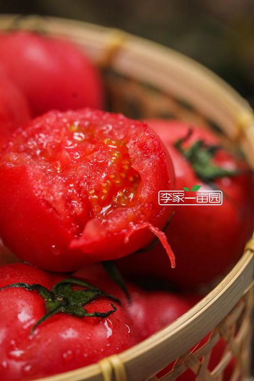 番甜乐--牛奶番茄--营养健康的番茄之旅 商品图8