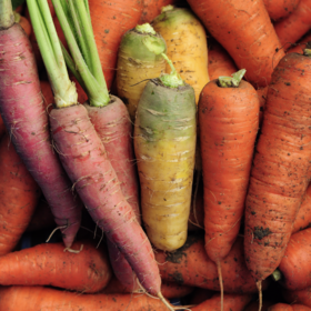 生态彩色胡萝卜 |  Eco-carrot