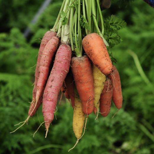 生态彩色胡萝卜 |  Eco-carrot 商品图1