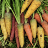生态彩色胡萝卜 |  Eco-carrot 商品缩略图5