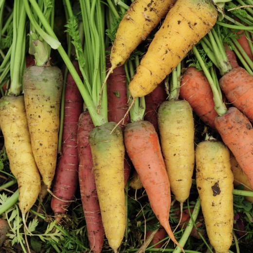 生态彩色胡萝卜 |  Eco-carrot 商品图5