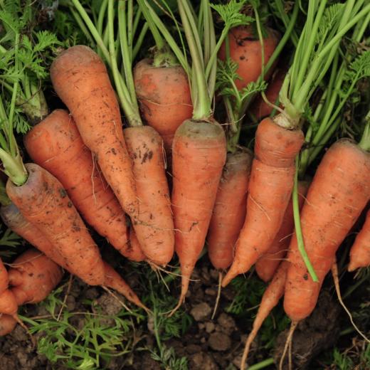 生态彩色胡萝卜 |  Eco-carrot 商品图2