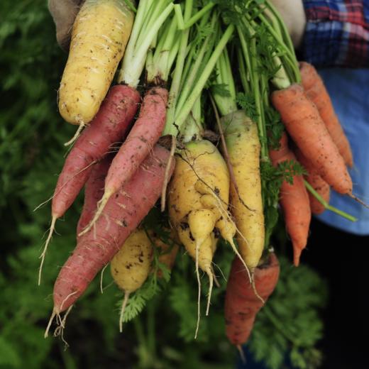 生态彩色胡萝卜 |  Eco-carrot 商品图4