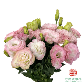 洋桔梗琉璃 粉色