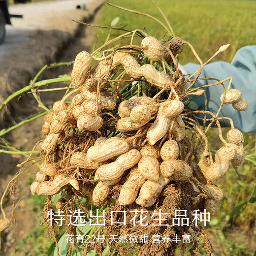 南食召 本真幼滑花生酱 商品图2