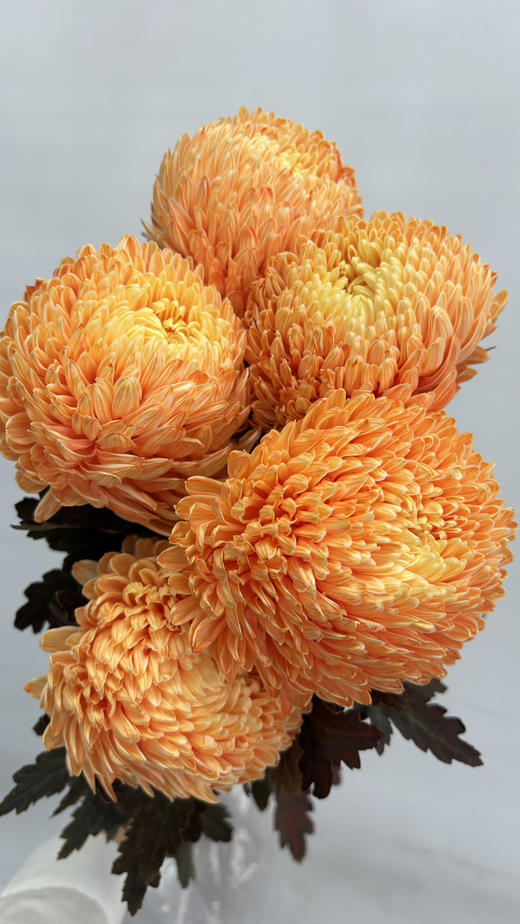 【圆满】-马来西亚牡丹菊  5枝/扎（多色可选） 商品图5