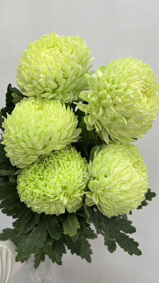 【圆满】-马来西亚牡丹菊  5枝/扎（多色可选） 商品图6