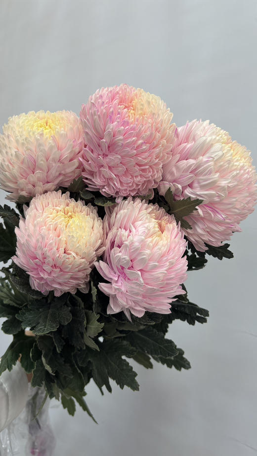 【圆满】-马来西亚牡丹菊  5枝/扎（多色可选） 商品图1